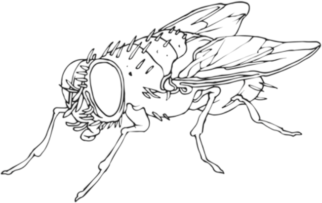 Flies Collective Logo