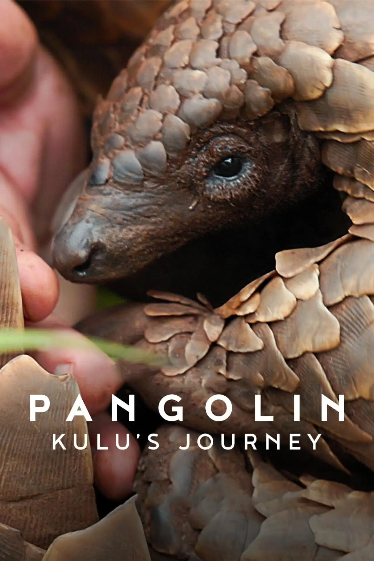 Movie poster "Pangolin: Kulu