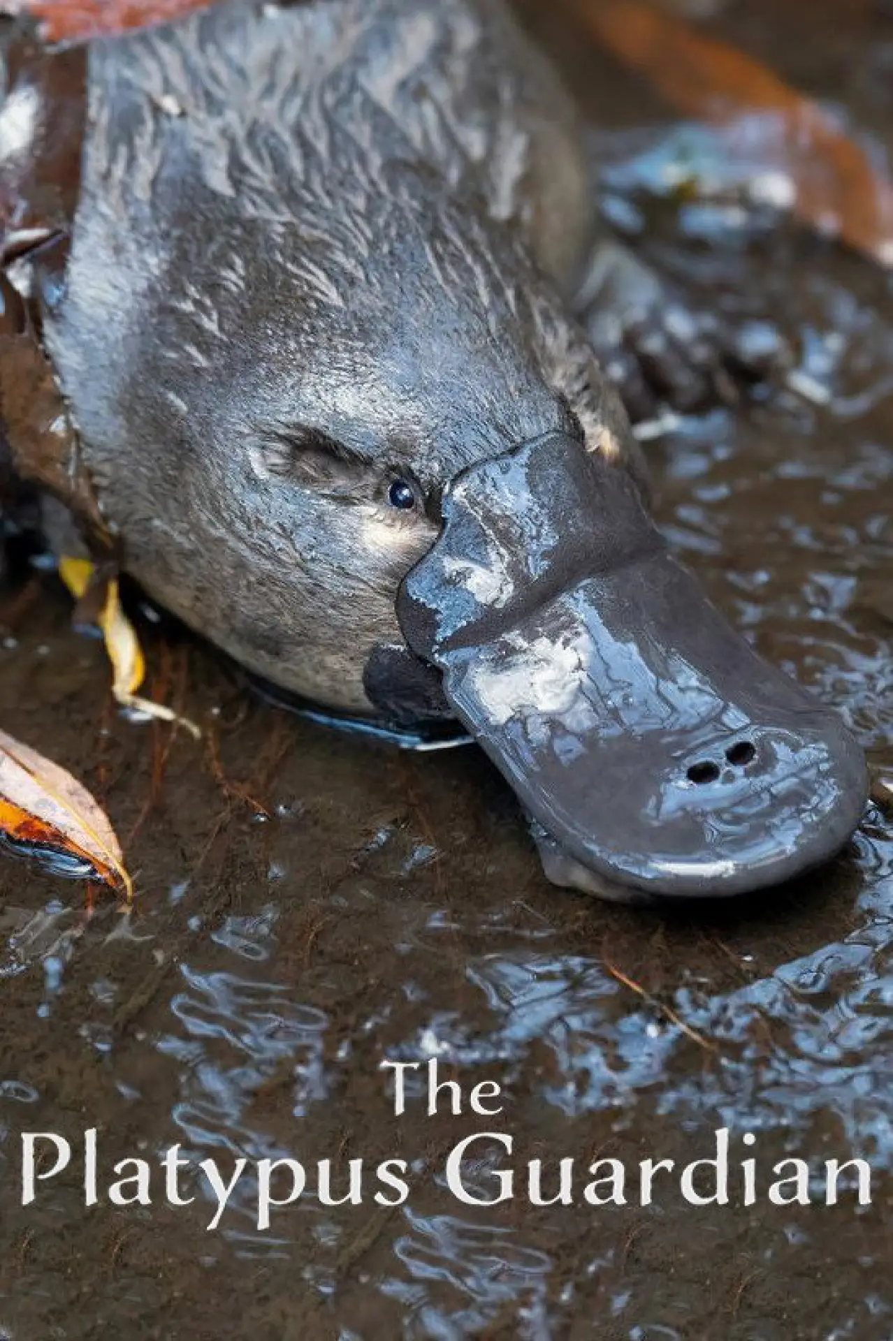Movie poster "The Platypus Guardian"