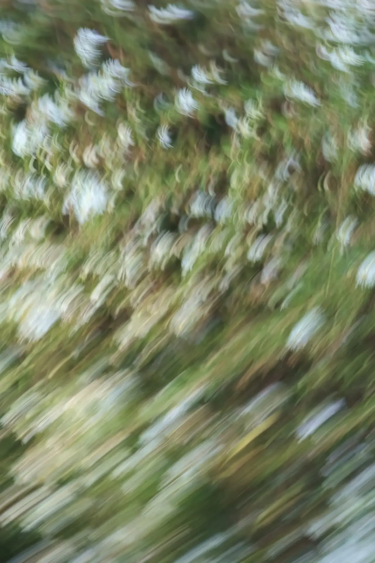 Movie poster "Weeds and Wildflowers"