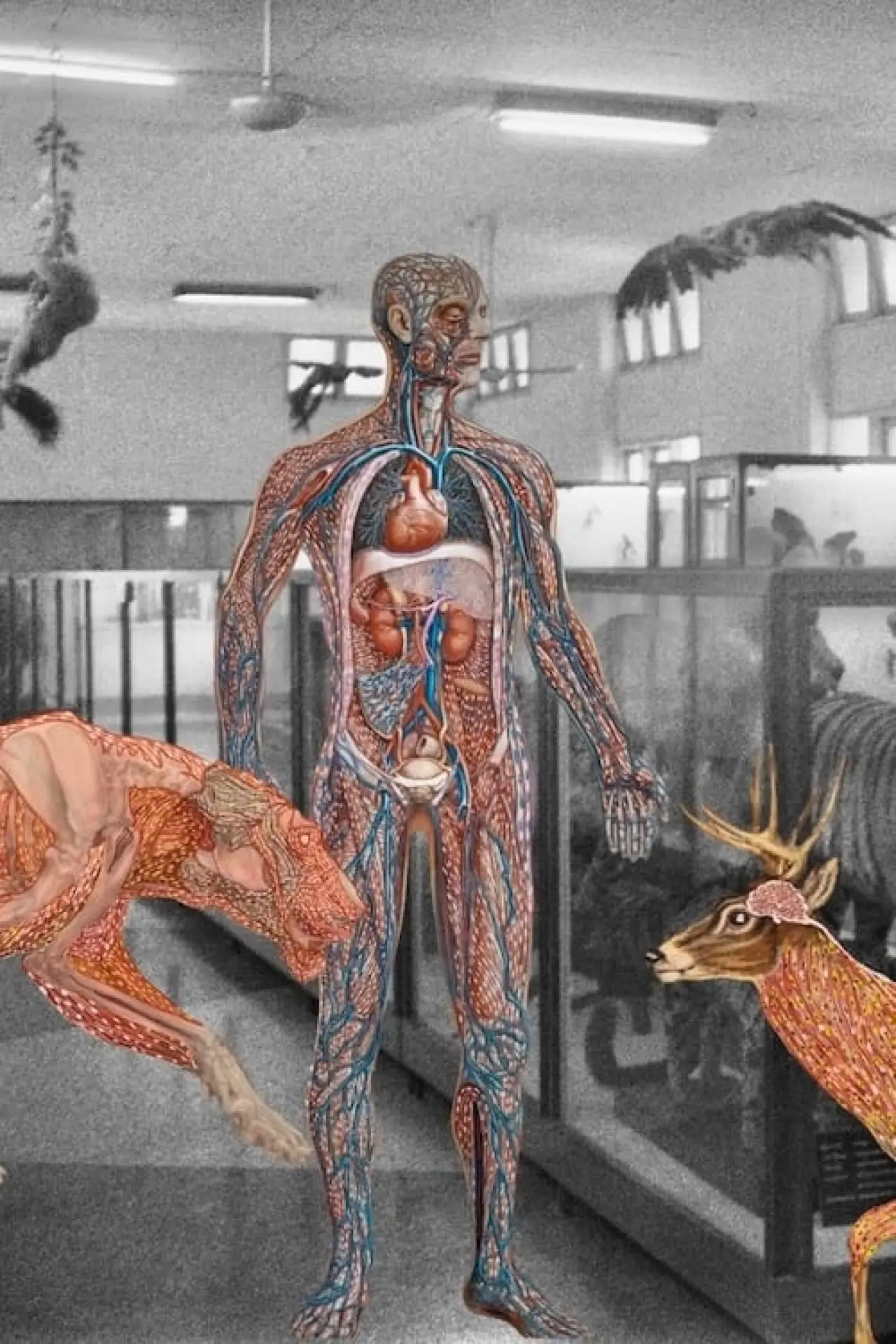Movie poster "Myanmar Anatomy"