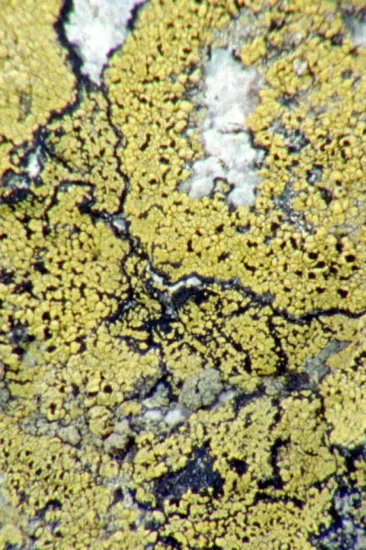 Movie poster "Lichens Are The Way"