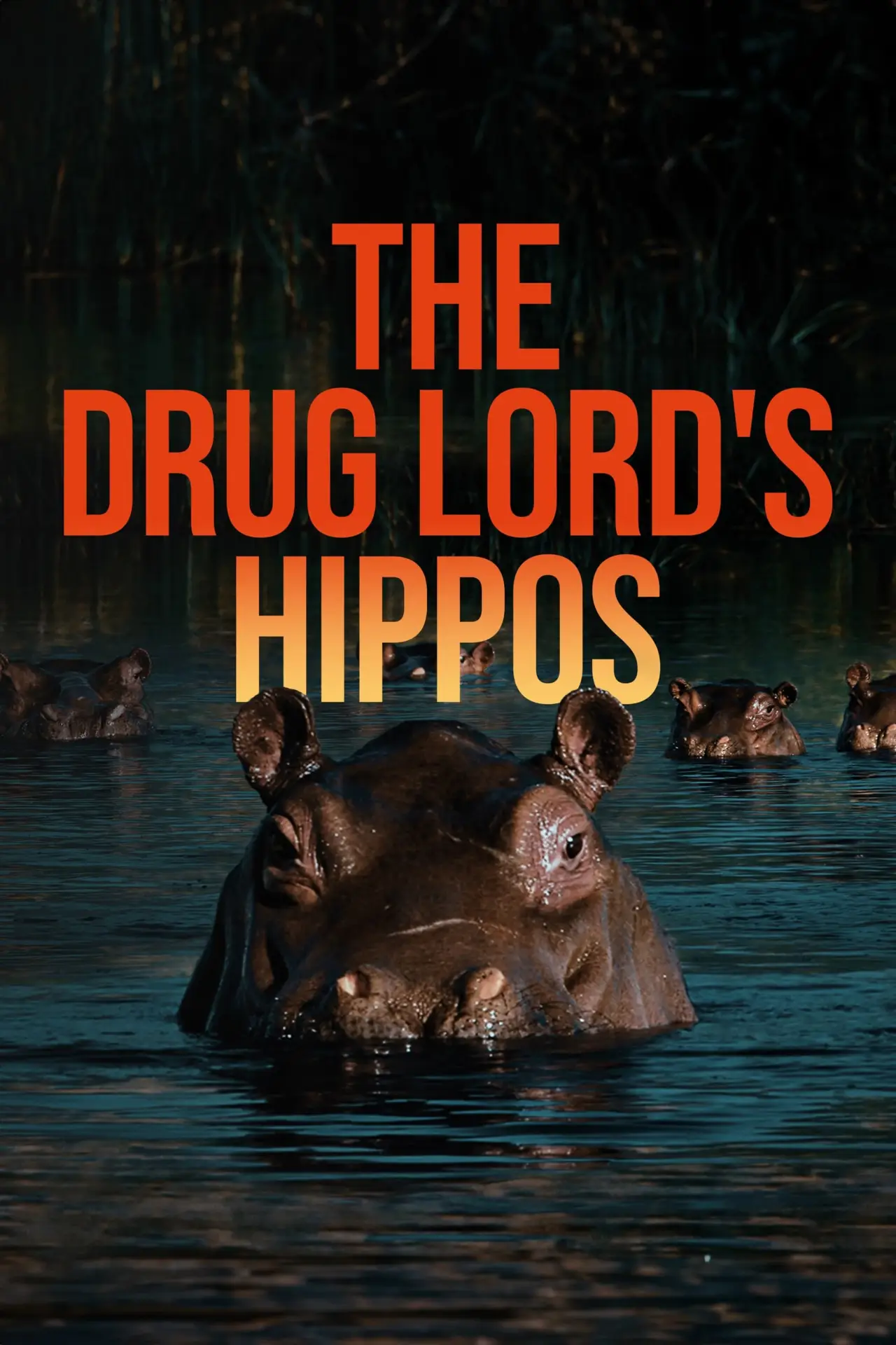Movie poster "The Drug Lord