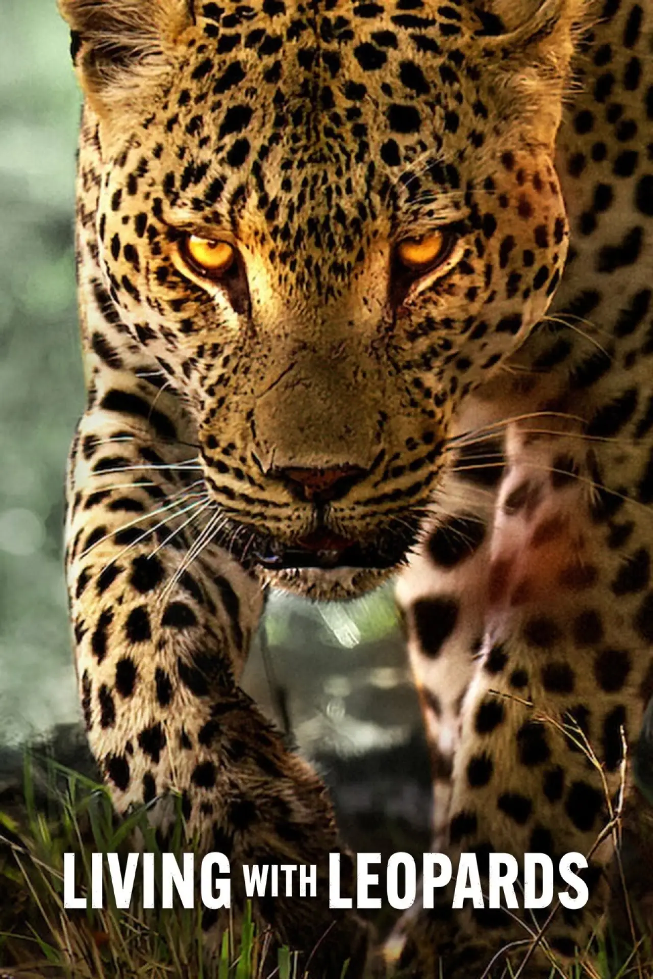 Movie poster "Living with Leopards"