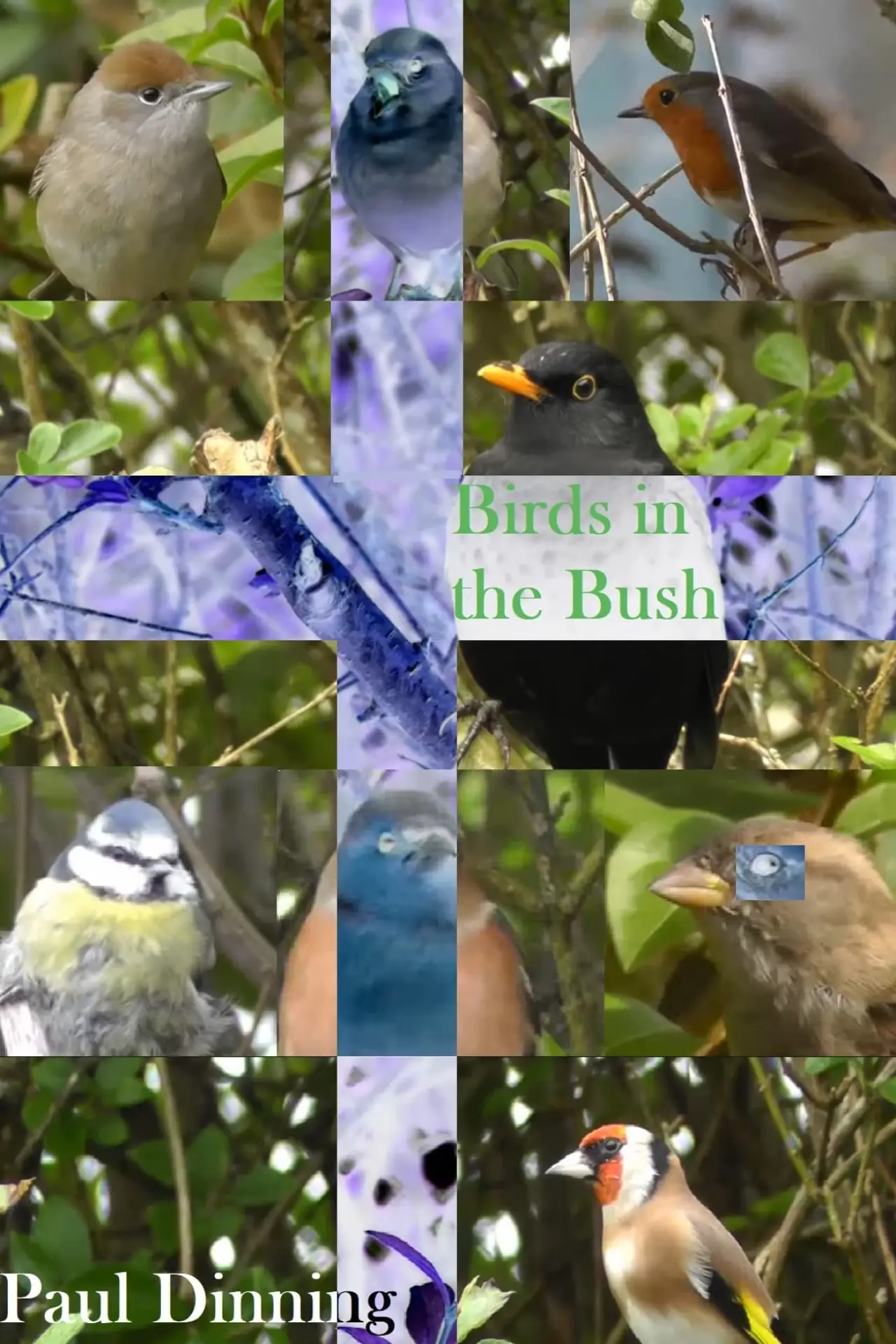 Movie poster "Birds in the Bush"