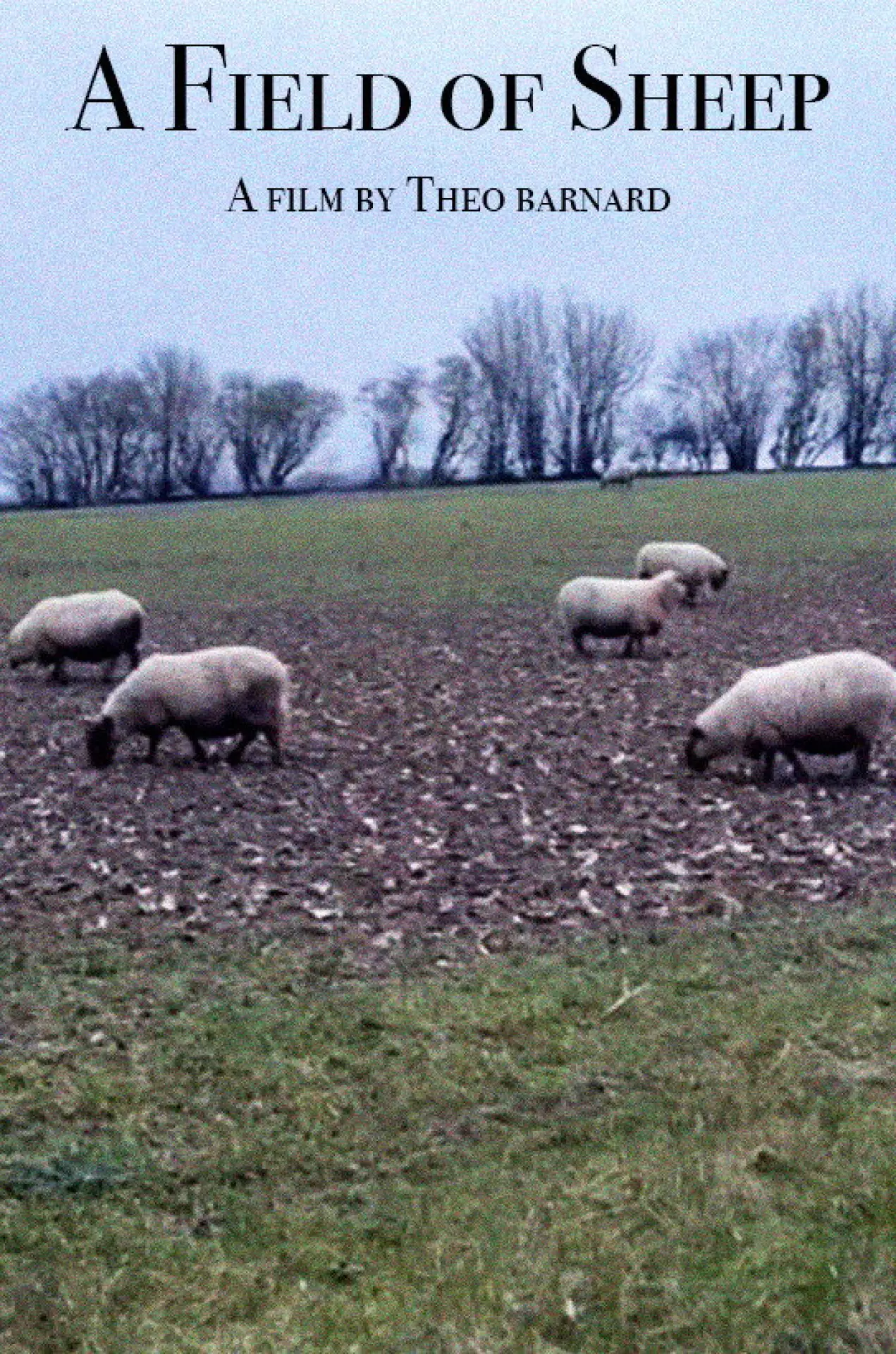 Movie poster "A Field of Sheep"