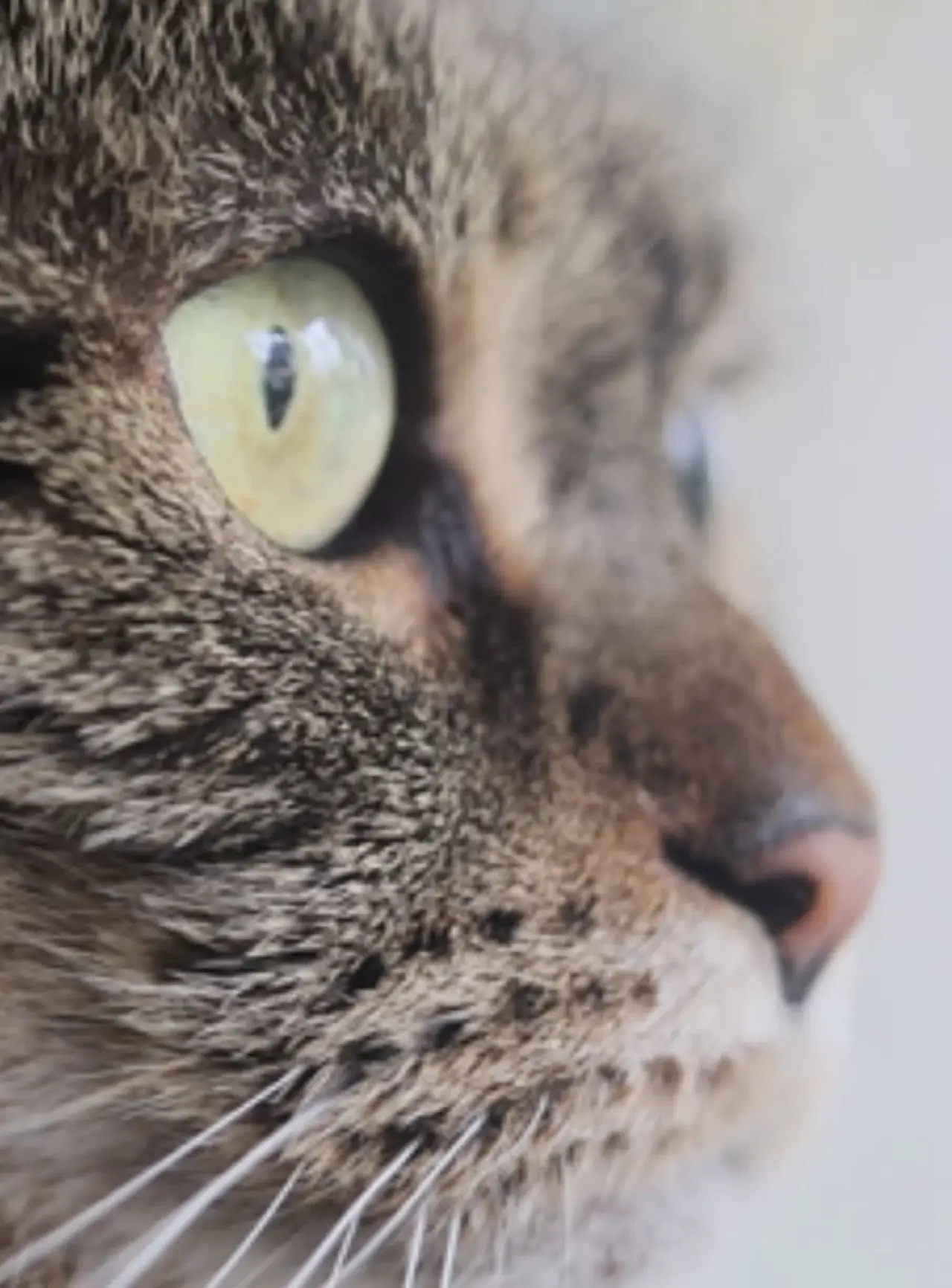 Movie poster "Cat"