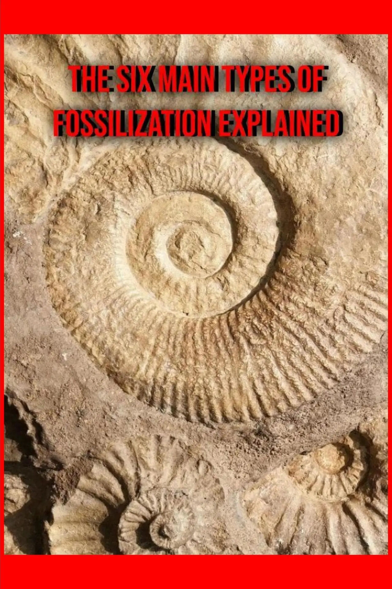 Movie poster "The Six Main Types of Fossilization Explained"