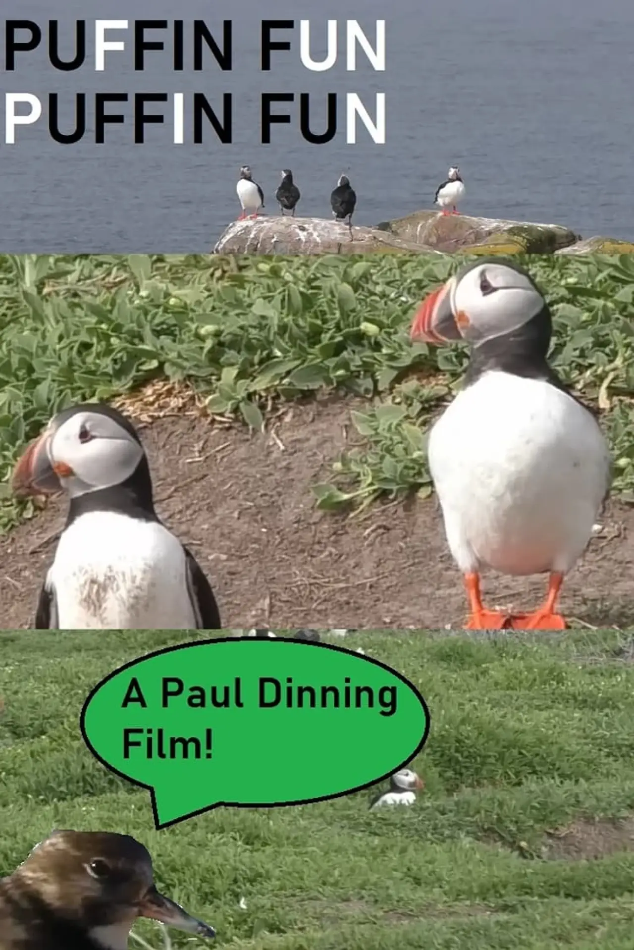 Movie poster "Puffin Fun"