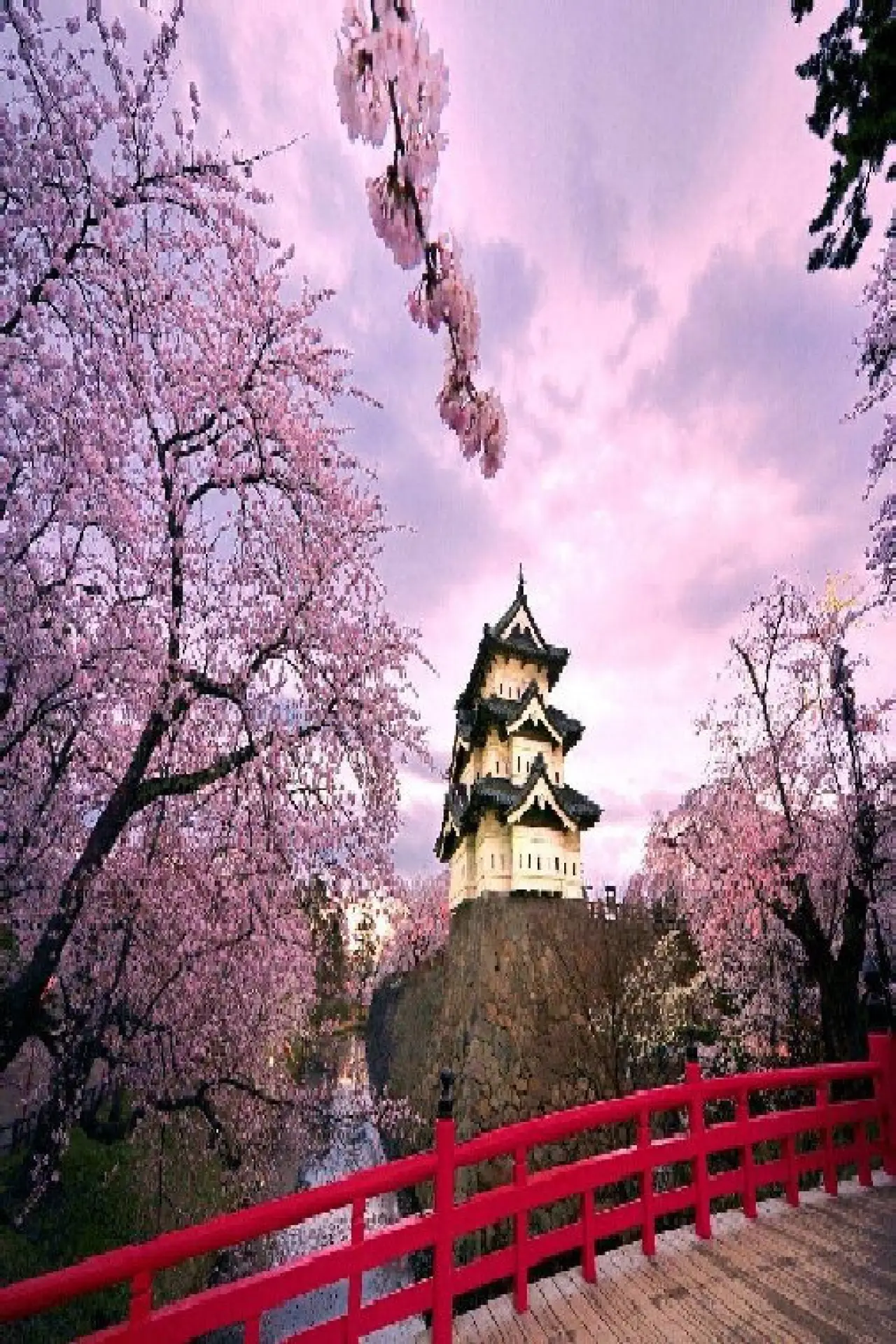 Movie poster "絶景!さくら列島、春爛漫"