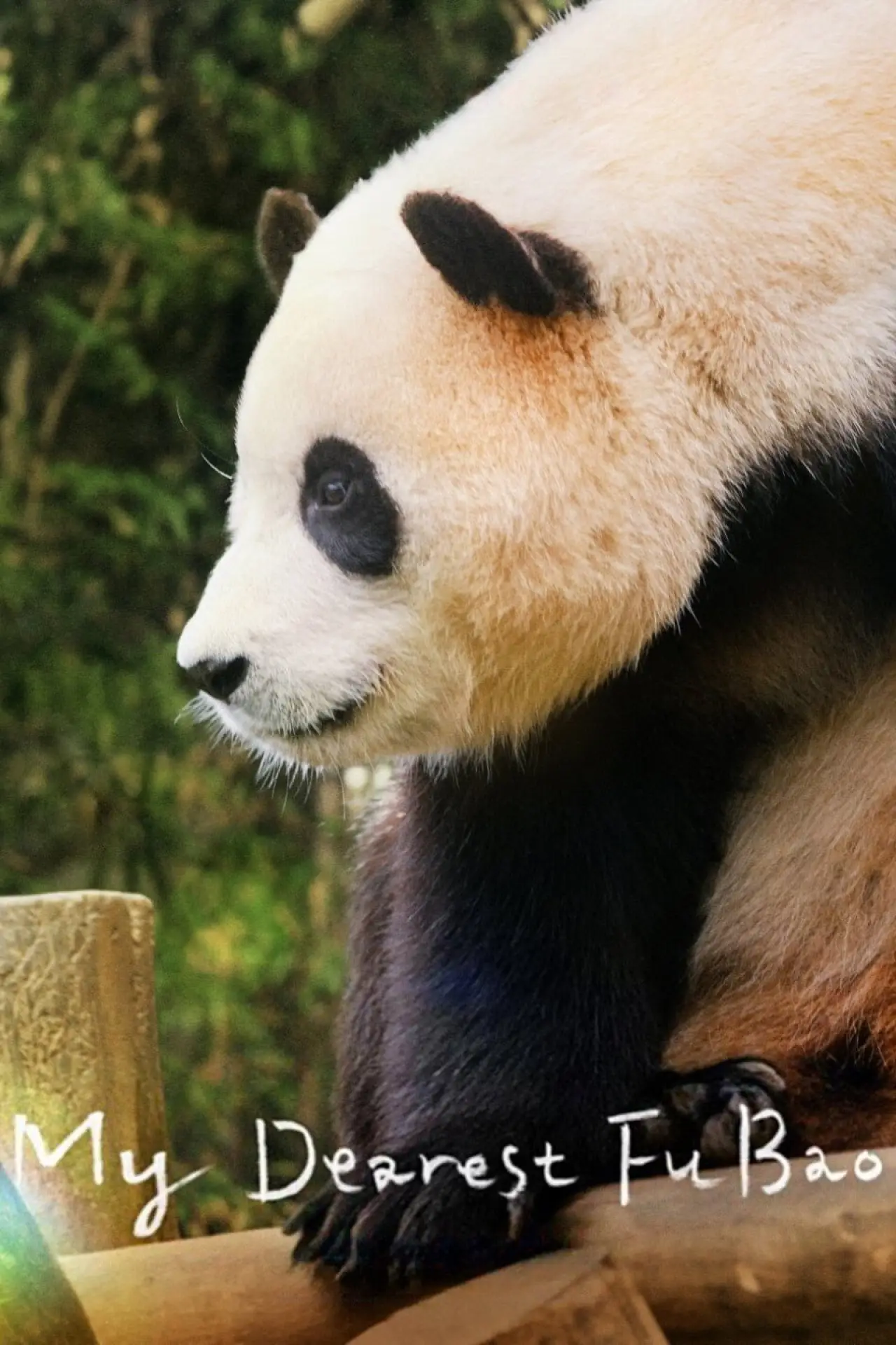 Movie poster "My Dearest Fu Bao"