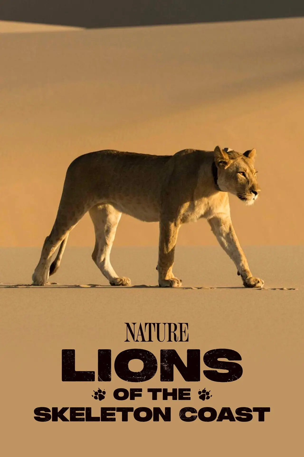Movie poster "Lions of the Skeleton Coast"
