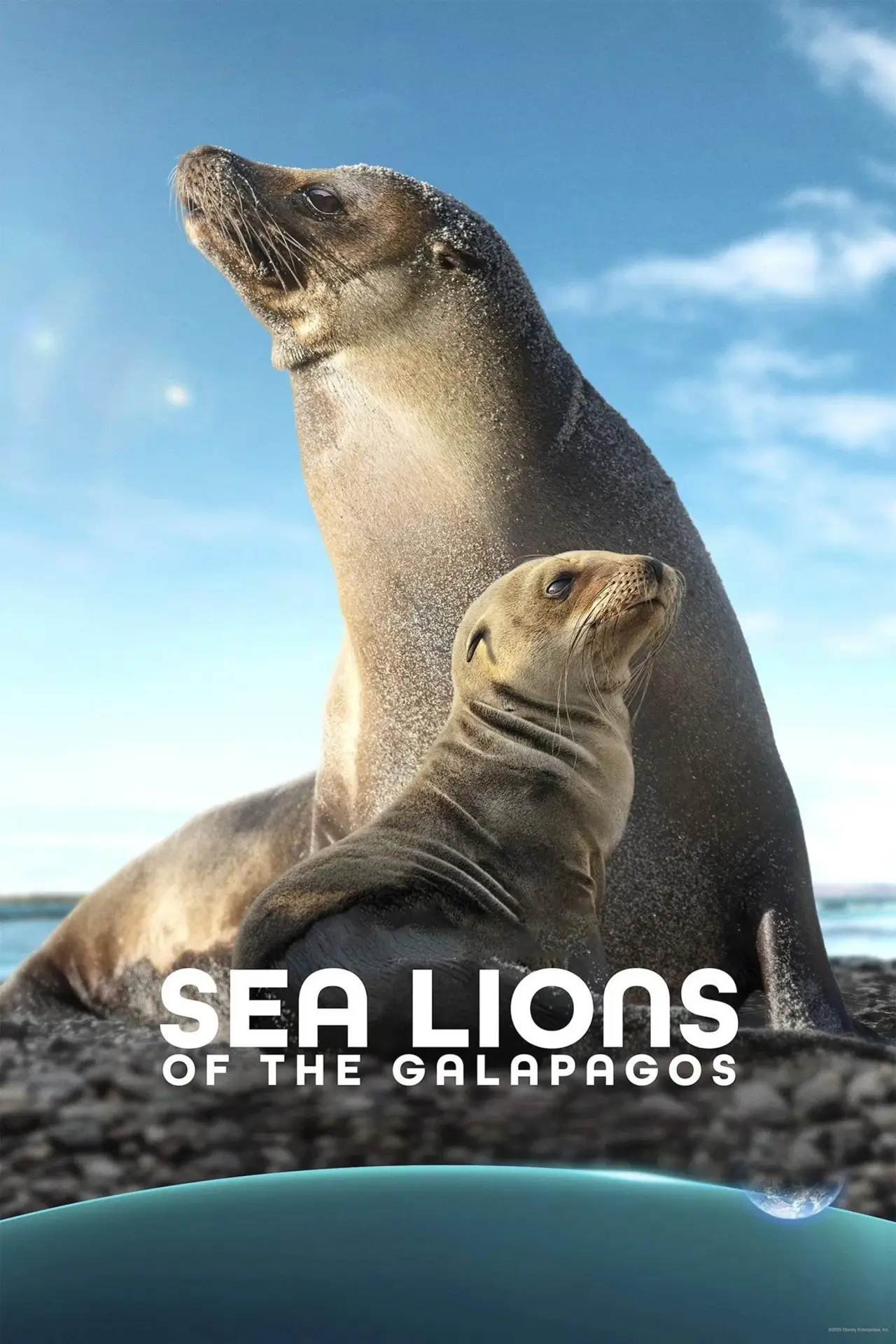 Movie poster "Sea Lions of the Galapagos"
