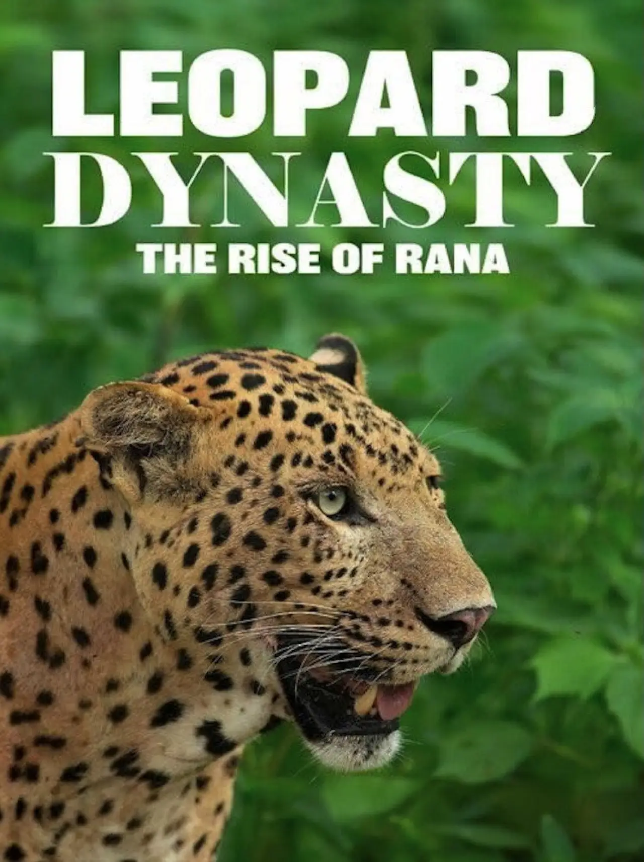 Movie poster "Leopard Dynasty – The Rise of Rana"