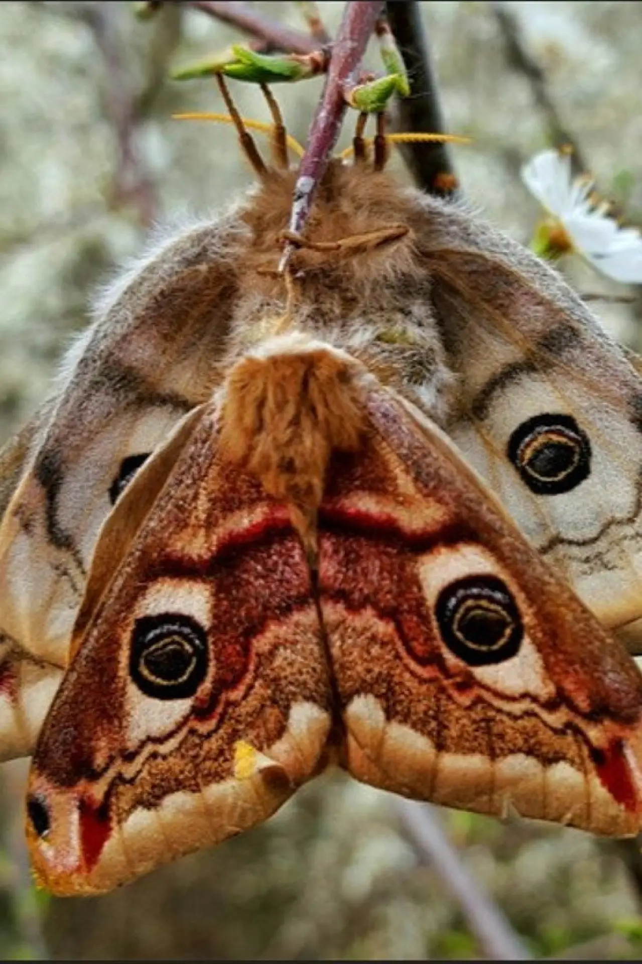 Movie poster "Purple Emperor"