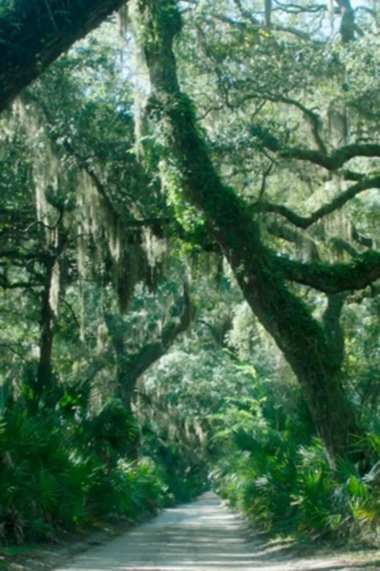 Movie poster "The Horses of Cumberland Island"