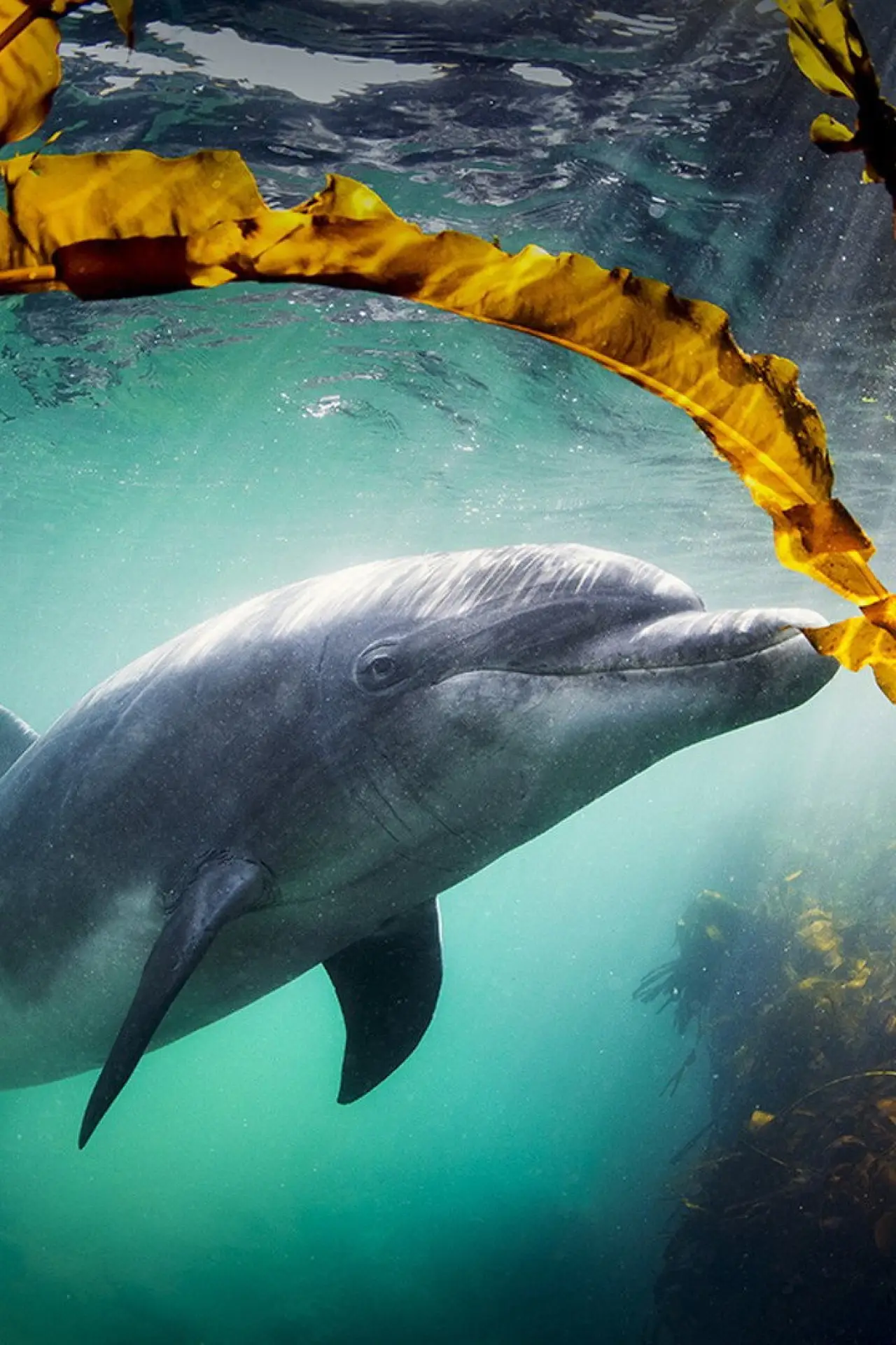 Movie poster "Why We Love Dolphins"