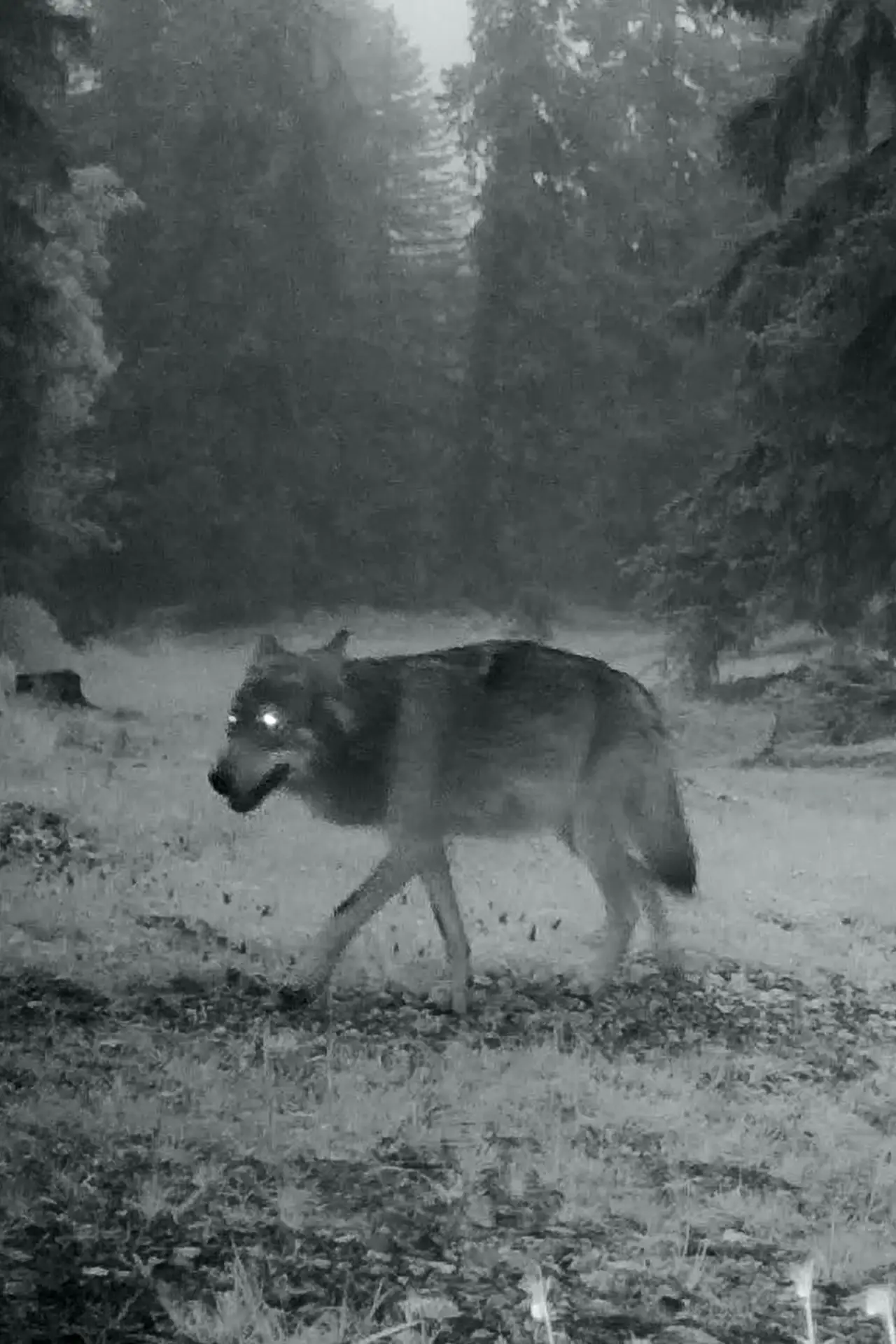 Movie poster "Le dernier loup"