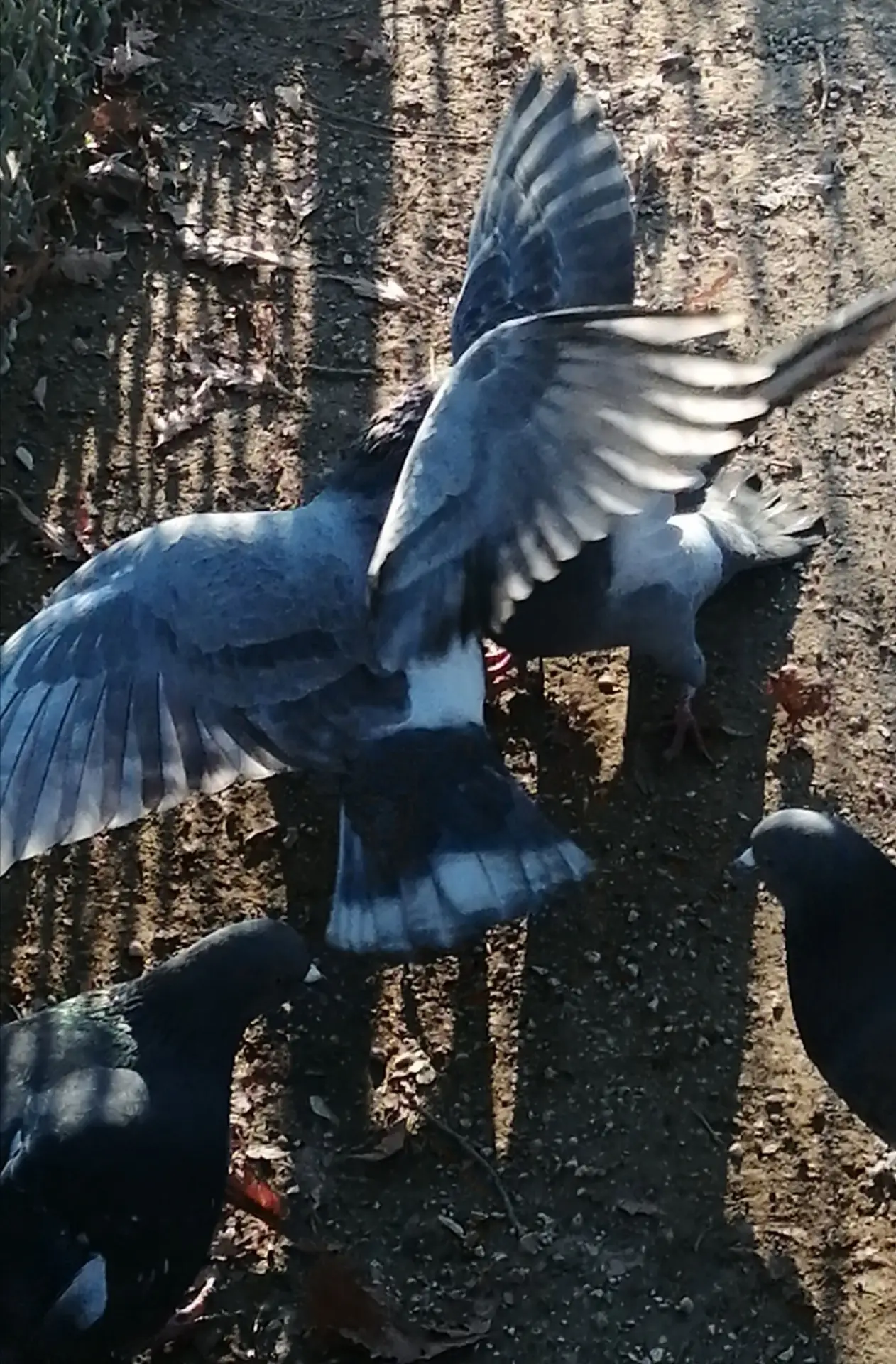 Movie poster "I Saw Mockingbirds laughing under the sun of Valence"