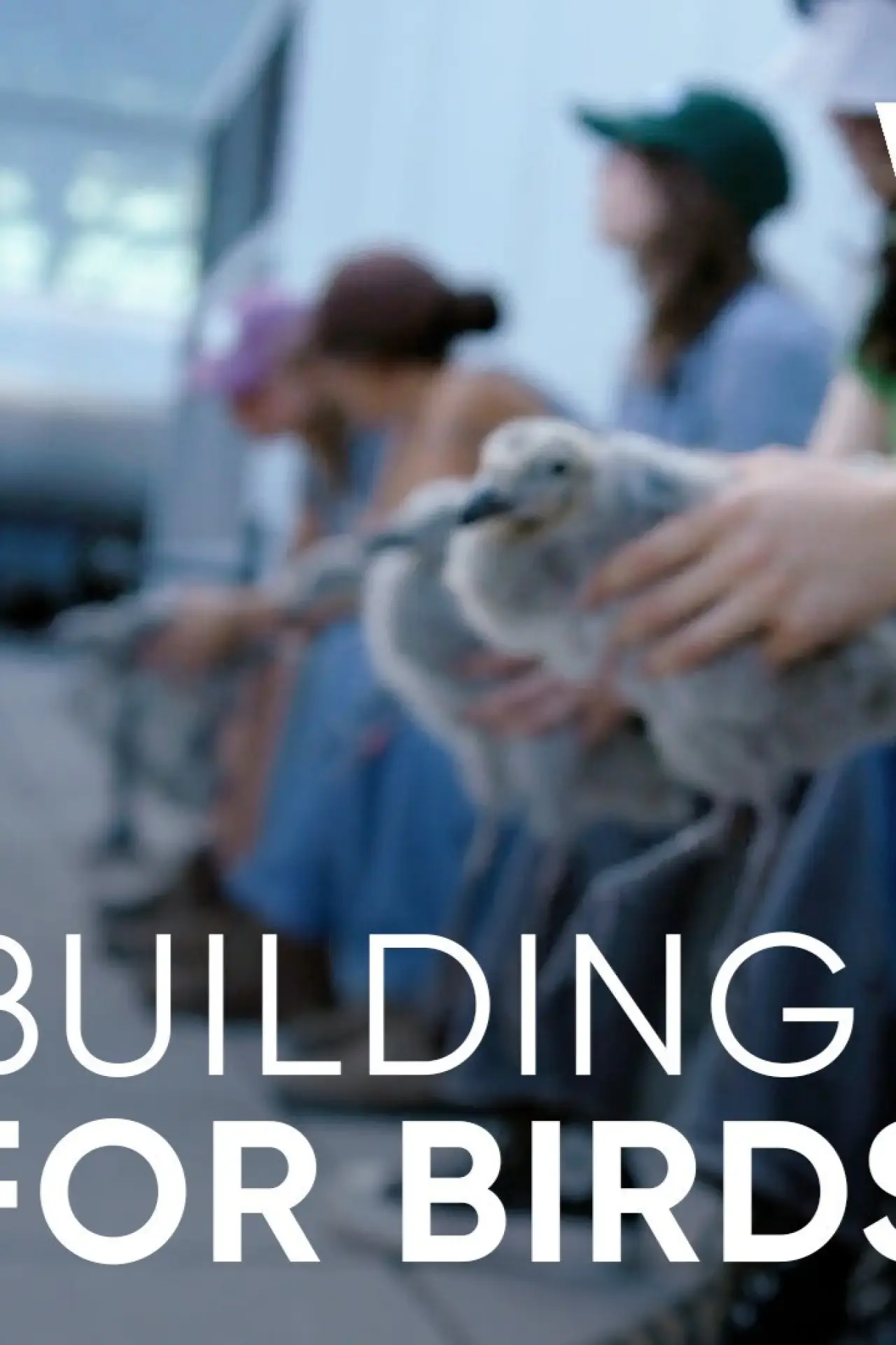 Movie poster "Wild Hope: Building for Birds"