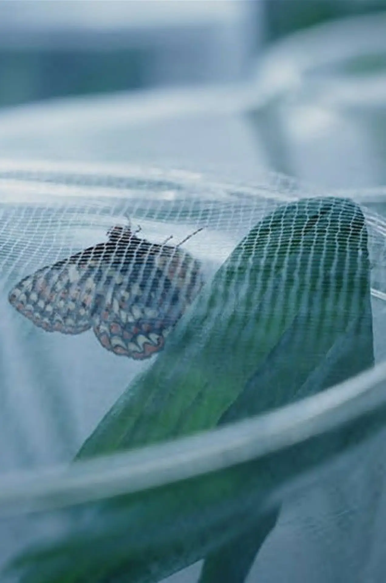 Movie poster "The Butterfly Lab"