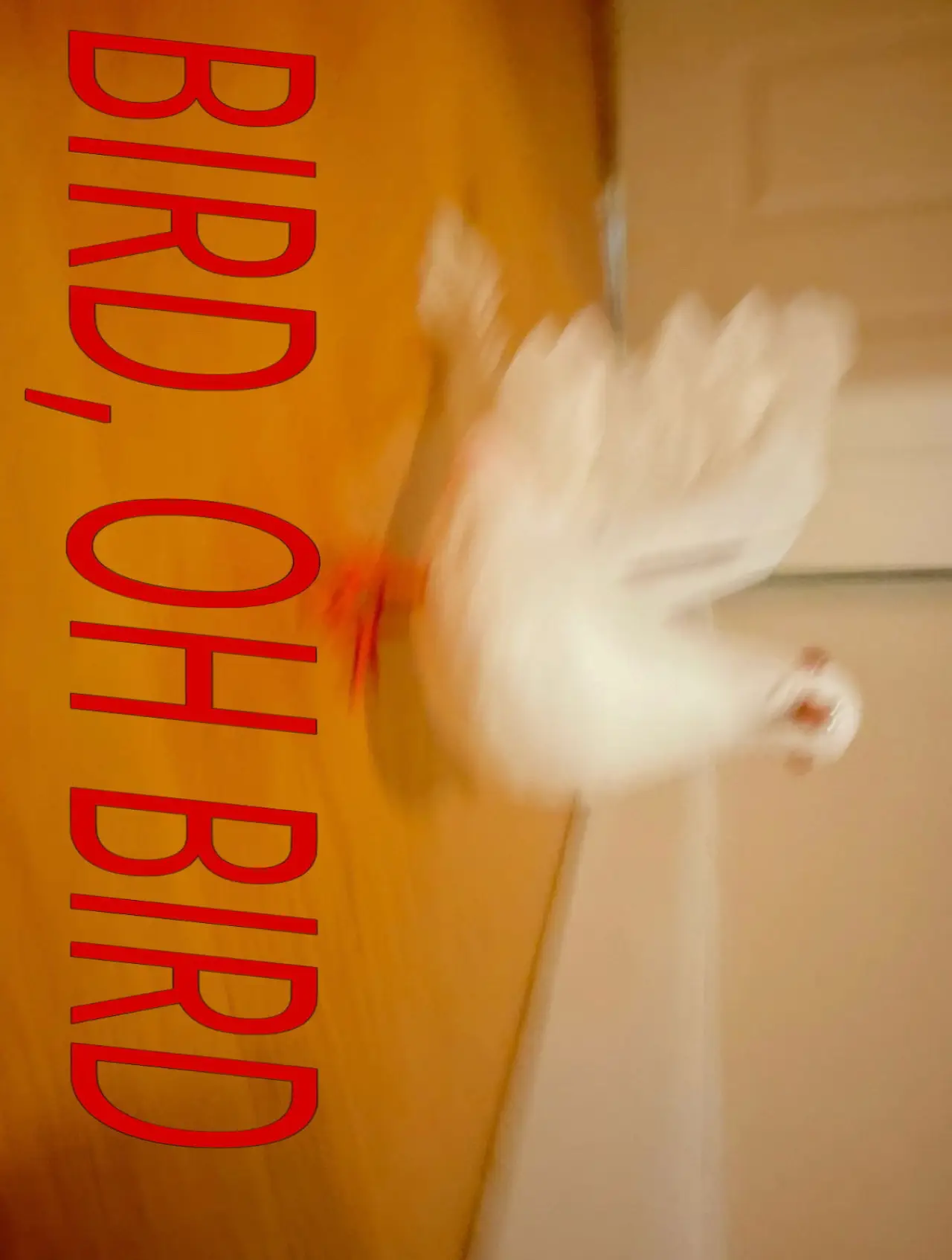 Movie poster "Bird, Oh Bird"