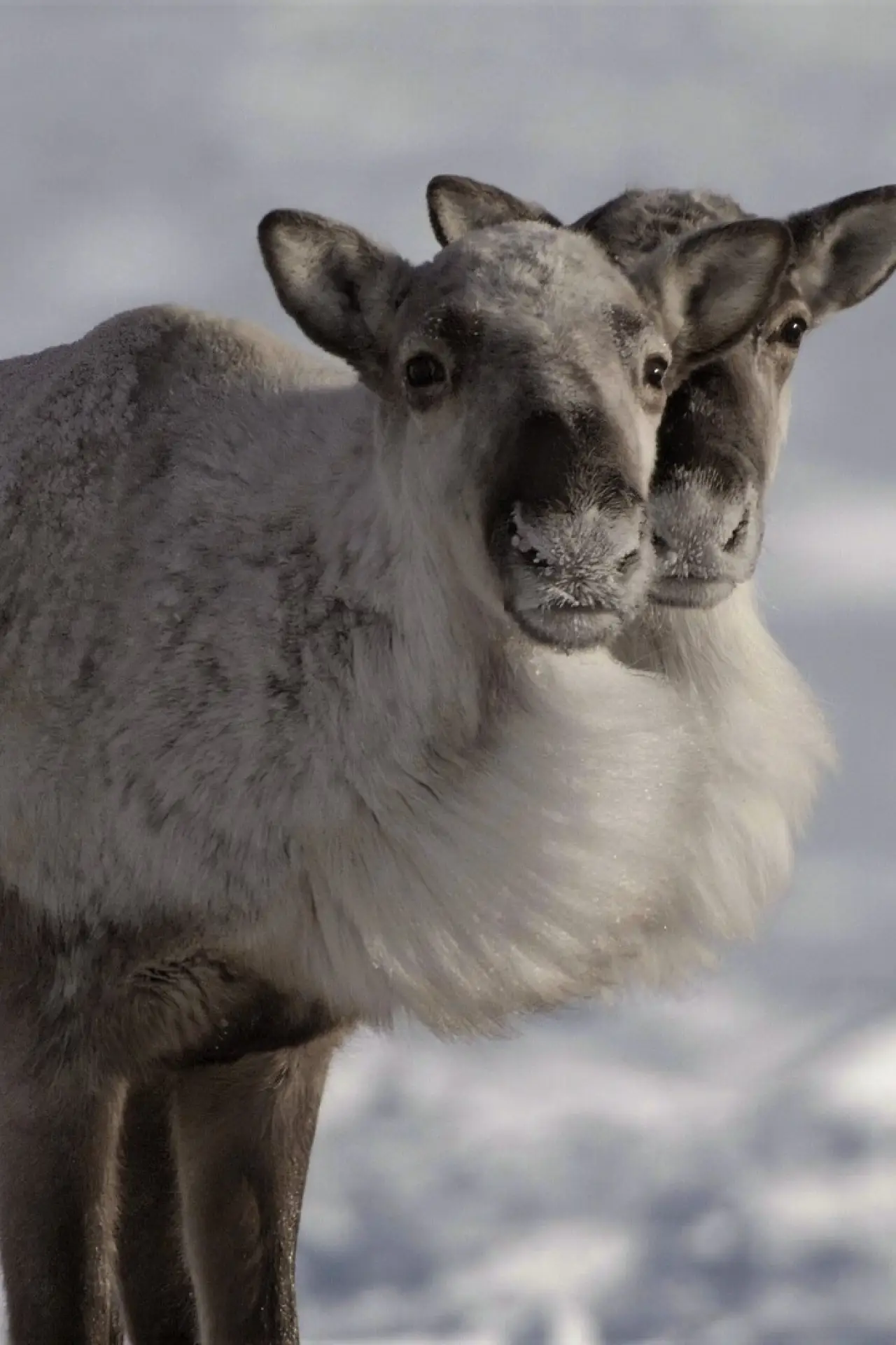 Movie poster "Caribou Nation"