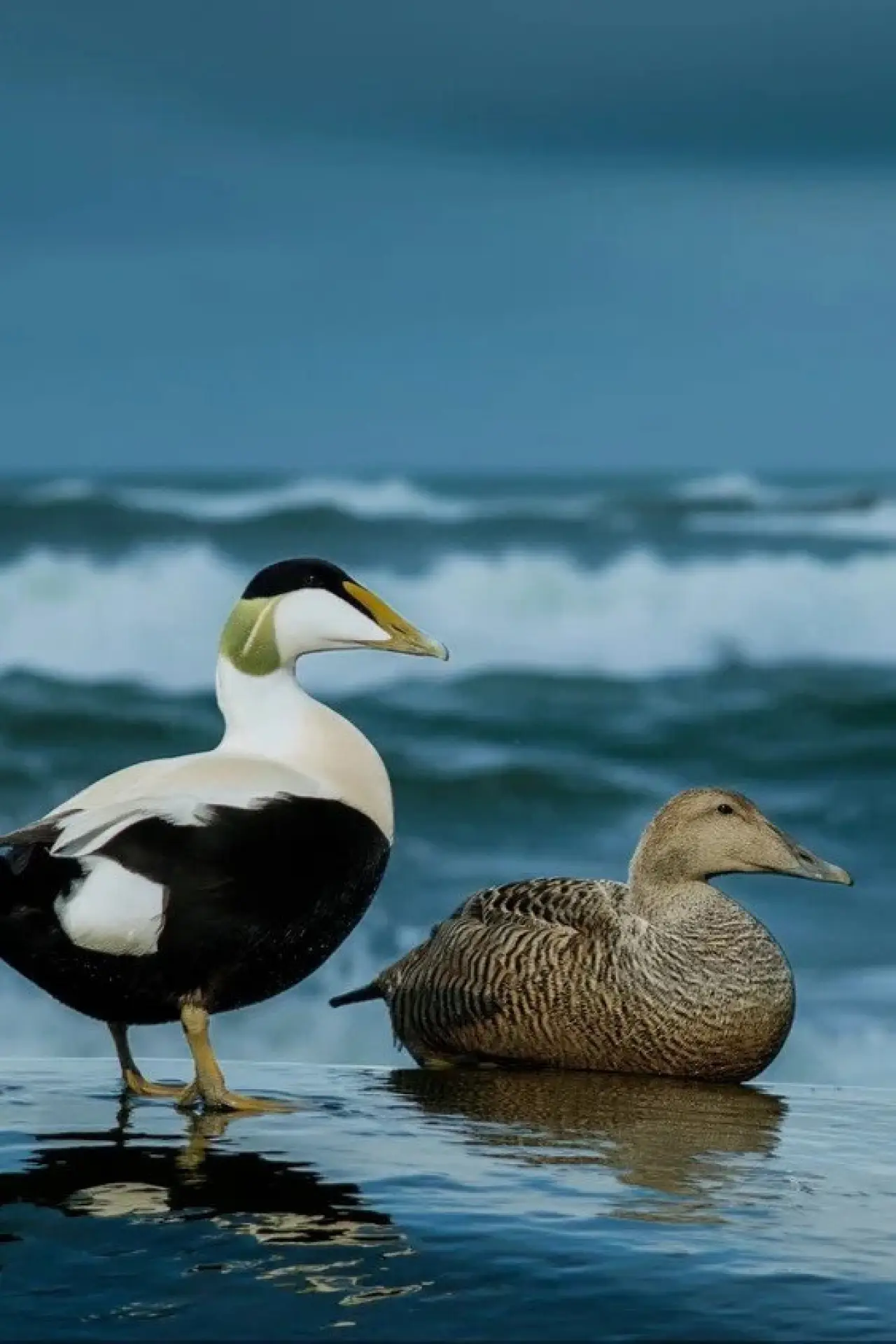 Movie poster "The Cry of the Eider"