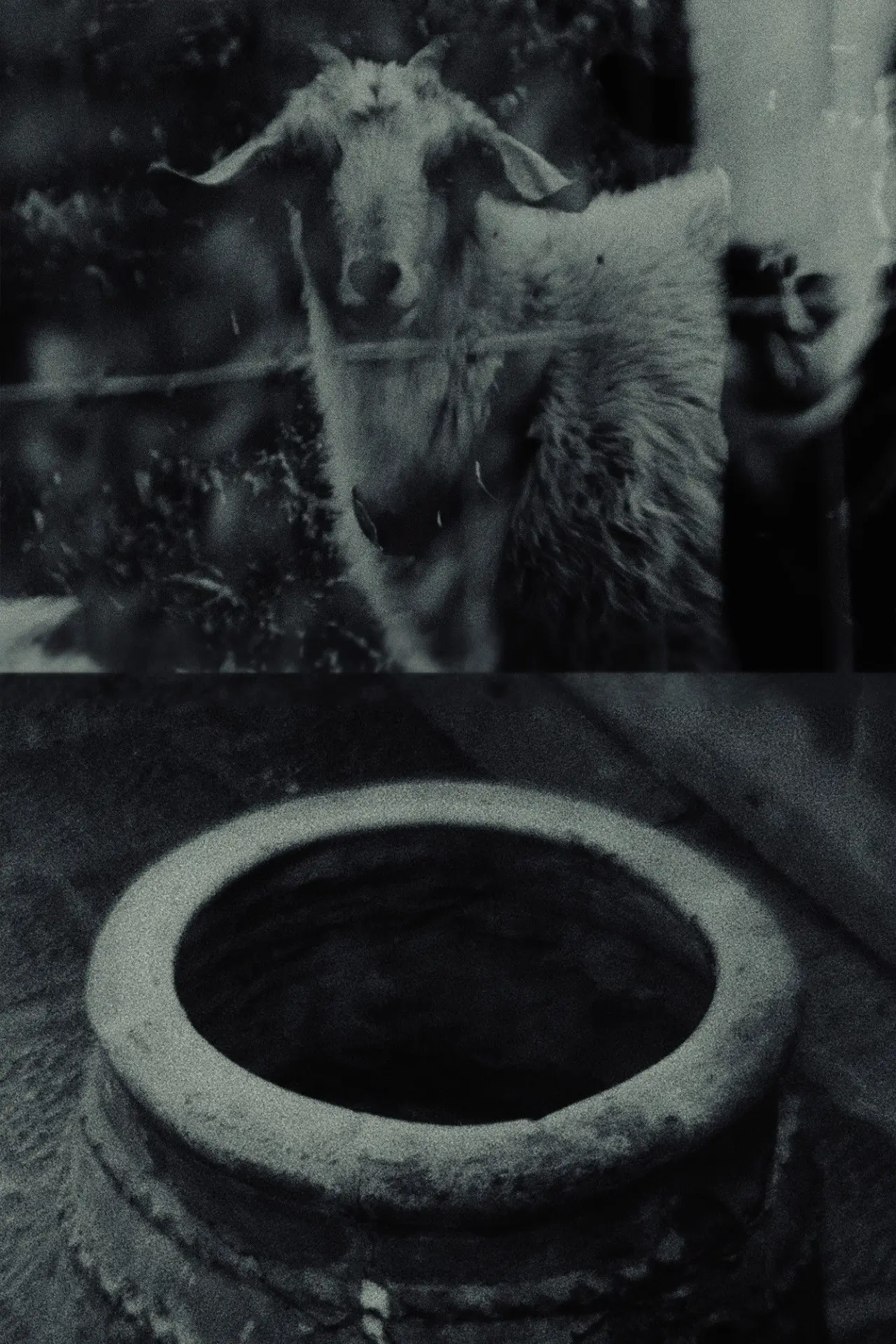 Movie poster "Though The Flock Shall Be Cut Off From The Fold"