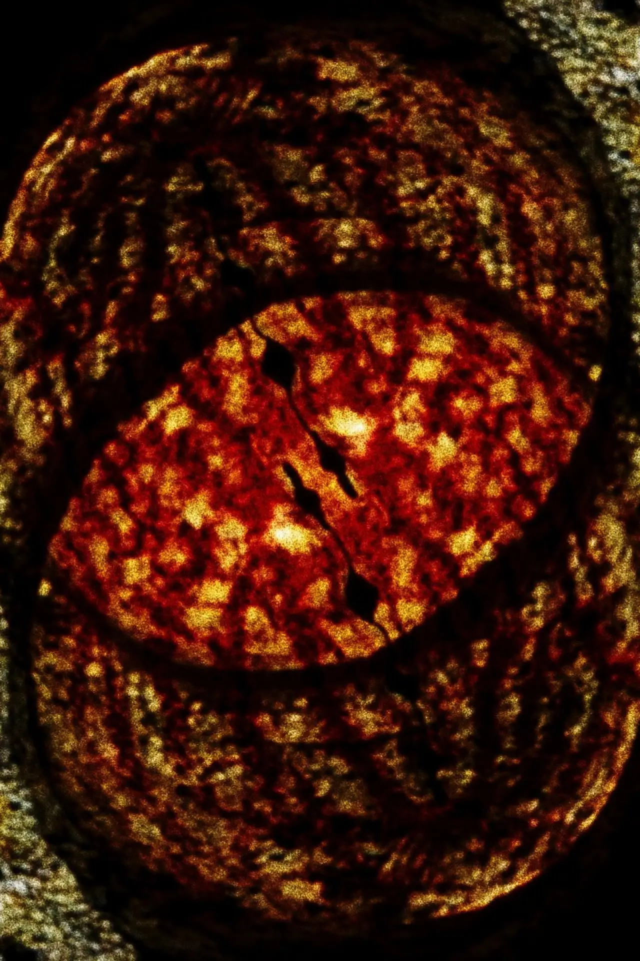 Movie poster "Salamanderfilm 2"