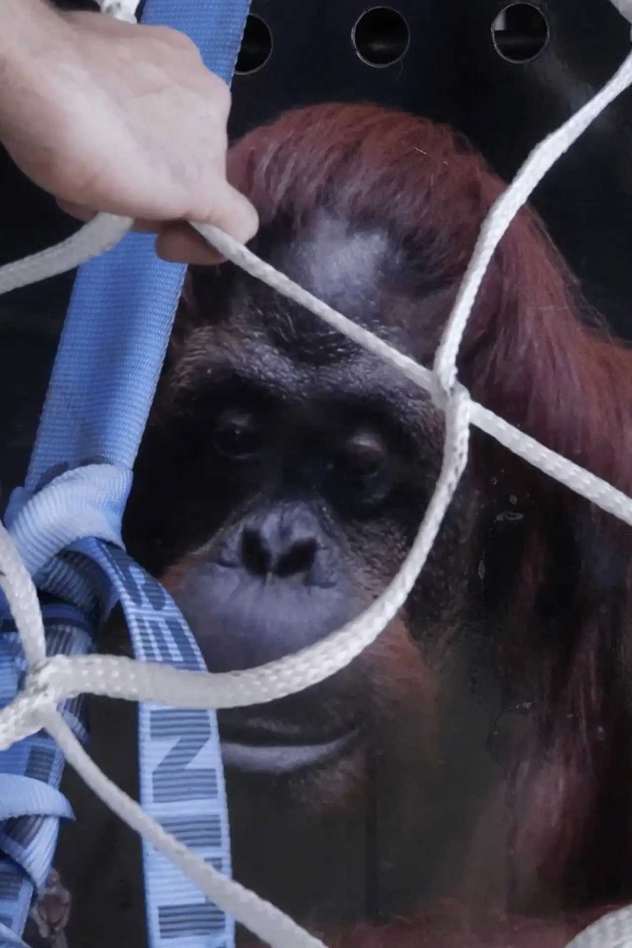 Movie poster "Sandra, The Primate Citizen"