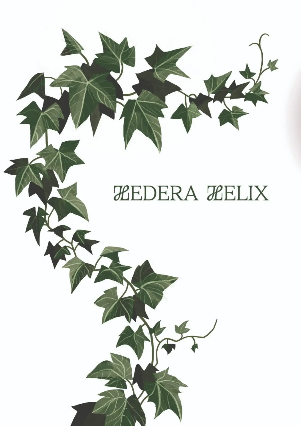 Movie poster "Hedera Helix"