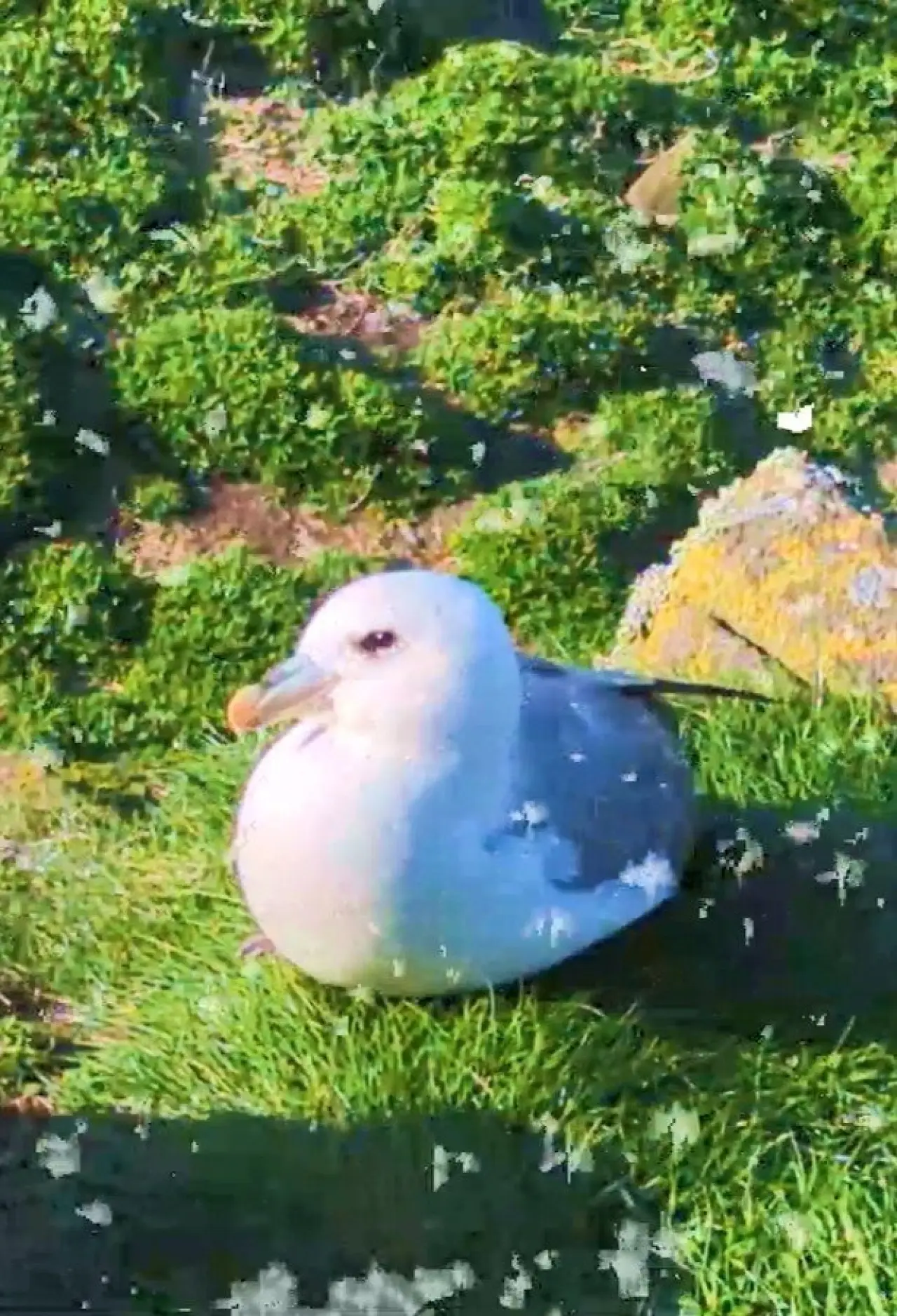 Movie poster "Fulmar"
