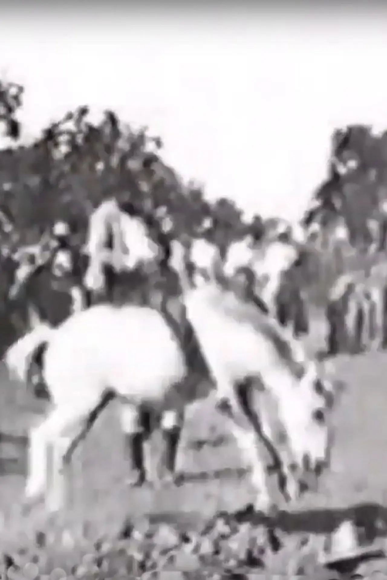 Movie poster "Cavalier sur un cheval rétif"