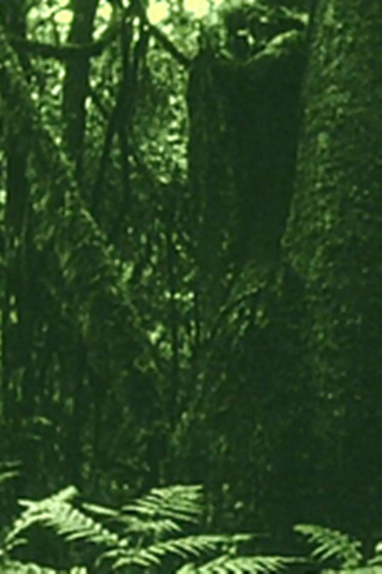 Movie poster "The Eyes in the Woods and the Taste in the Water"