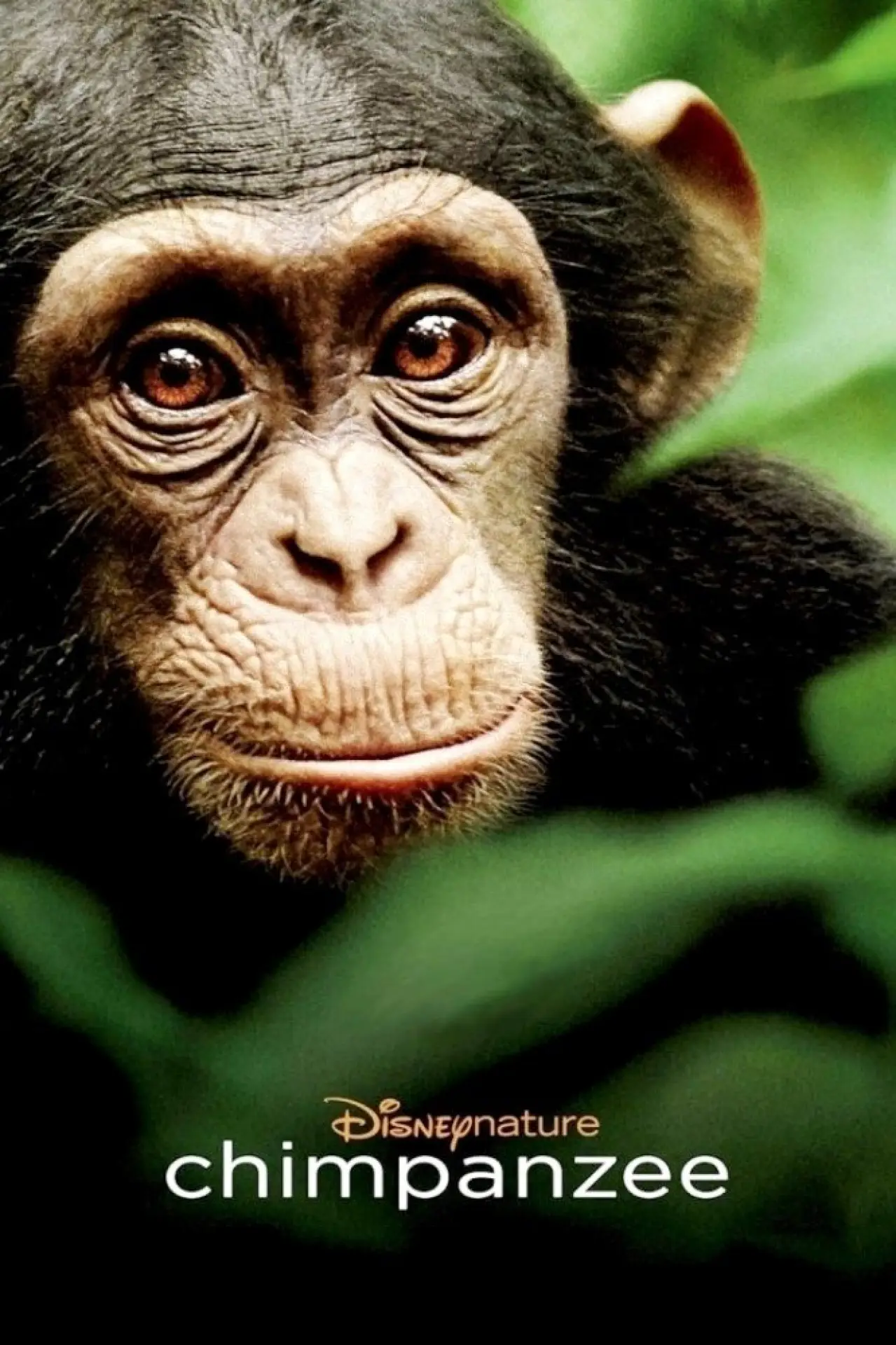 Movie poster "Chimpanzee"
