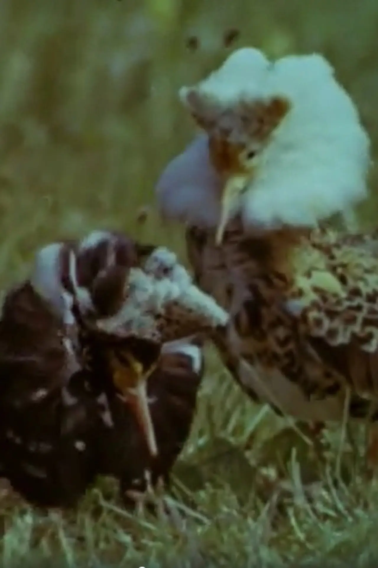 Movie poster "Ruffs"
