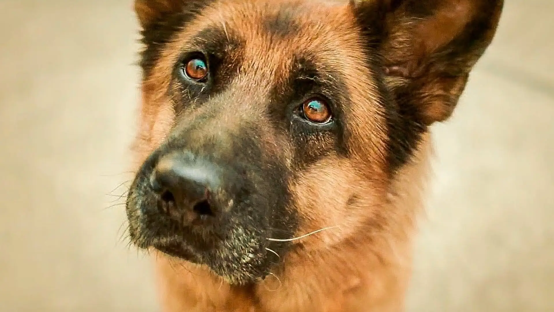Video for the film A Dog Named Palma — A DOG NAMED PALMA - Трейлер// English subtitles