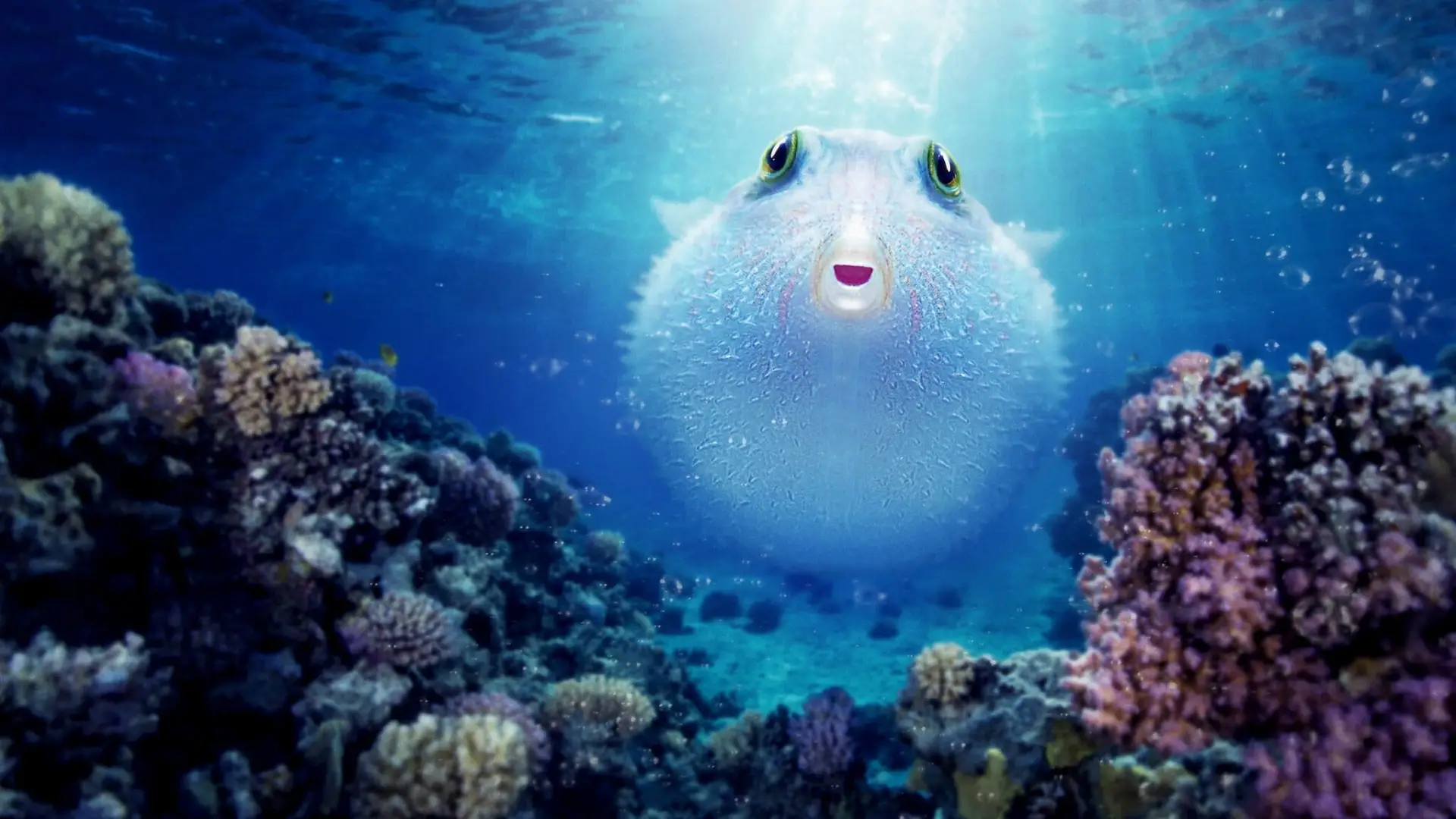 Video for the film Puff: Wonders of the Reef — Puff: Wonders of the Reef | Official Trailer | Netflix