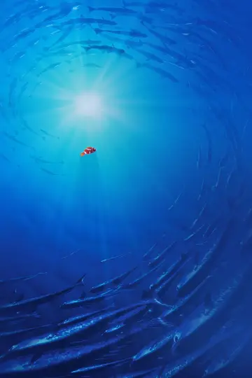 Poster to the movie "Finding Nemo" #171060