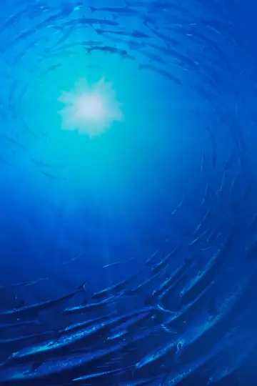Poster to the movie "Finding Nemo" #171066
