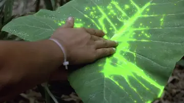 Backdrop to the movie "Predator" #559779