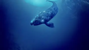 Backdrop to the movie "Whale Rider" #238588