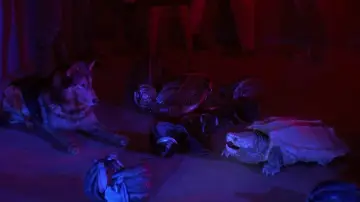 Backdrop to the movie "Teenage Mutant Ninja Turtles II: The Secret of the Ooze" #871164
