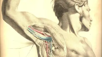 Backdrop to the movie "Anatomy 2" #482173