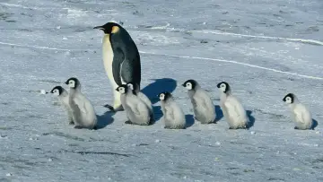 Backdrop to the movie "March of the Penguins" #380322