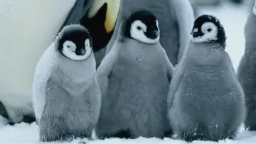 Backdrop to the movie "March of the Penguins" #380323