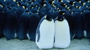 Backdrop to the movie "March of the Penguins" #380324