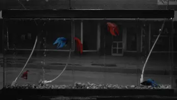Backdrop to the movie "Rumble Fish" #720941