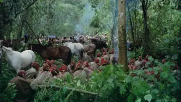 Backdrop to the movie "Aguirre, the Wrath of God" #874883